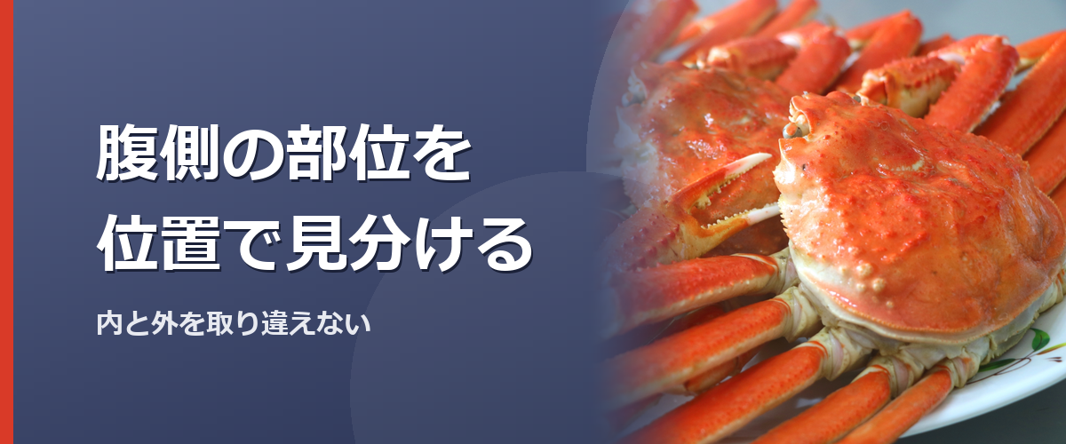 カニの腹側を見たイメージ写真(特定の商品や種を撮影したものではありません)