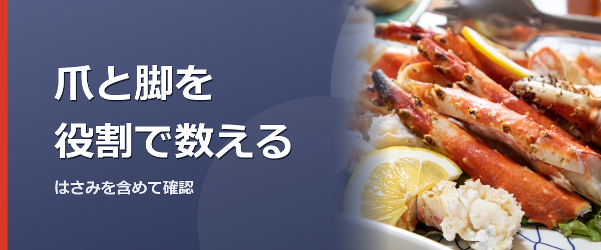 カニの爪と脚が分かるイメージ写真(特定の商品や種を撮影したものではありません)
