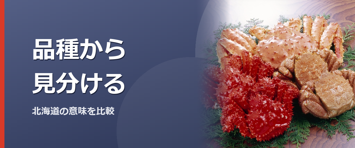 複数のカニを見比べるイメージ写真（特定の商品や種を撮影したものではありません）
