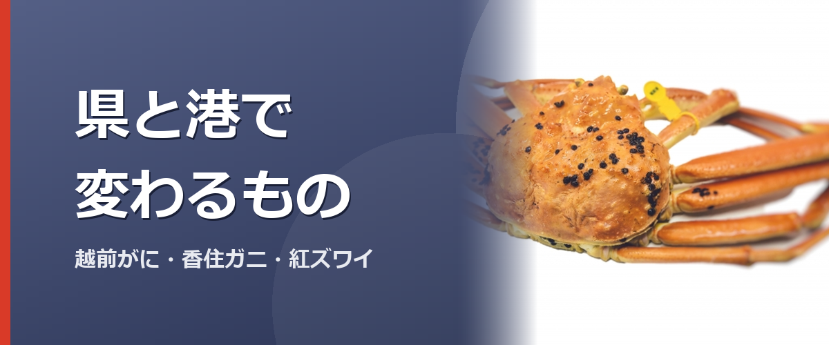 日本海側で水揚げされるカニのイメージ写真（販売商品を撮影したものではありません）