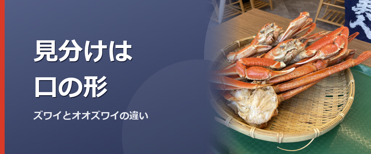 カニの甲羅のイメージ写真（この章の扉）。オオズワイガニの実物を撮影したものではありません